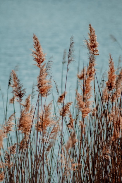 Vertical shot of reed plants outdoors during daylight