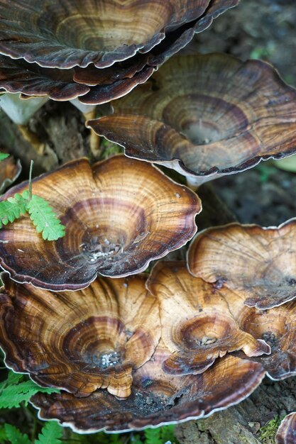 Photo vertical shot of a reishi medicinal mushroom