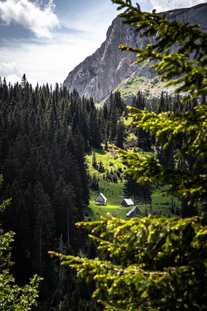 Vertical shot of rocky hills covered in a forest under the sunlight in the countryside