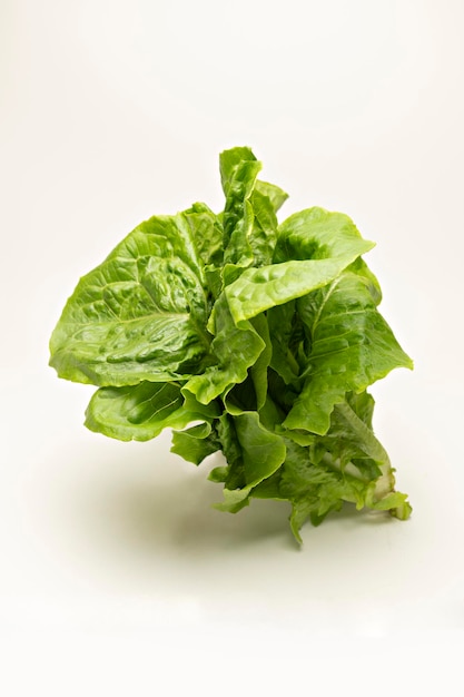 Vertical shot of Romaine lettuce leaves on a white background