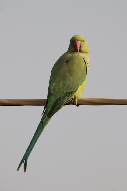 Vertical shot of a rose-ringed parakeet perched outdoors