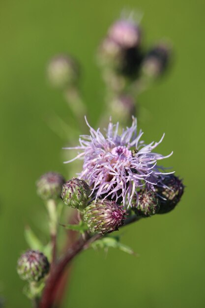 Вертикальный снимок растений Saussurea salicifolia