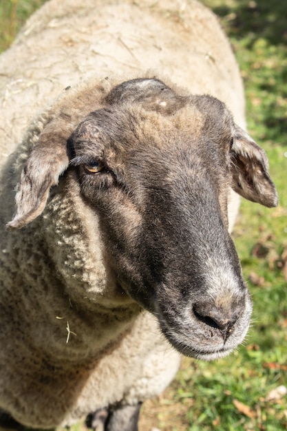 Vertical shot of a sheep in nature