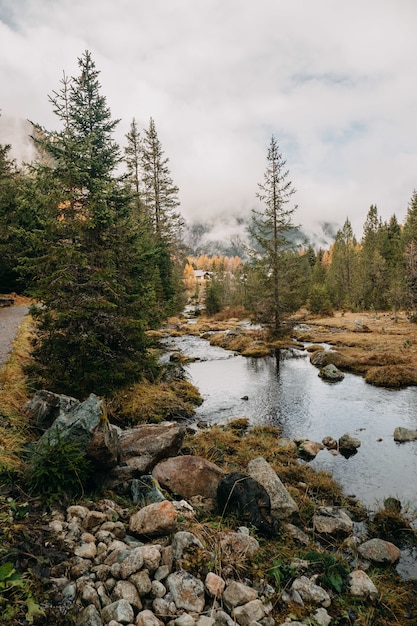 Vertical shot of a small stream of water flowing through an autumn forested area on a cloudy day