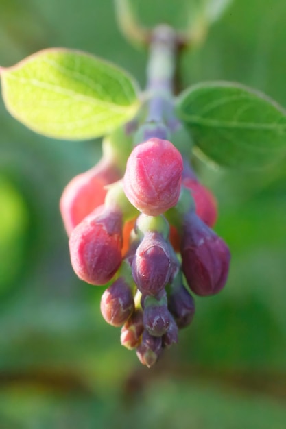 Vertical shot of snowberry bush buds Symphoricarpos albus native to California