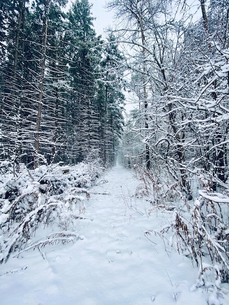 Vertical shot of the snowy path in the winter park