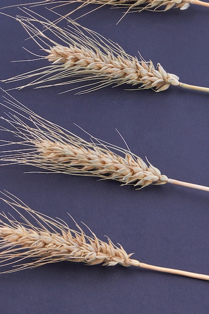 Vertical shot stack of cereal grains isolated on black background. Close-up wheat or rye spikelets.