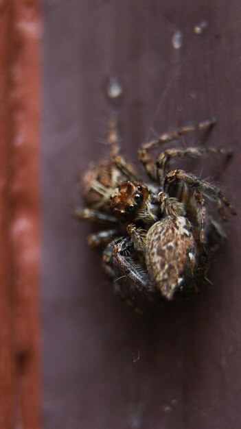 Vertical shot of a tarantula spider on a metal surface