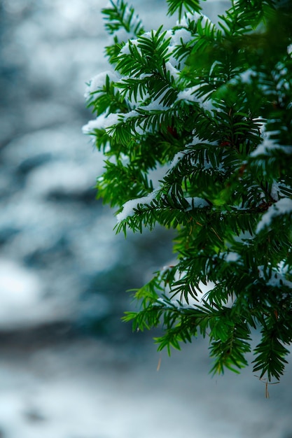 Vertical shot of a tree branch covered in white snow during winter