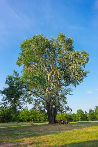 Вертикальный снимок деревьев и срезанных веток в парке