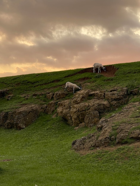 Vertical shot of two sheeps eating grass on the hill on sunset