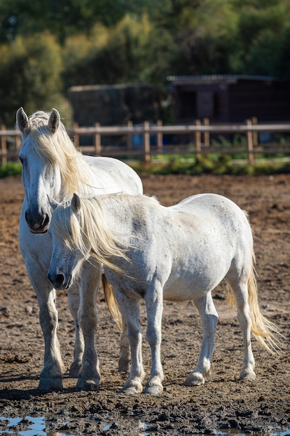 農場に立っている2頭の白い馬の垂直ショット