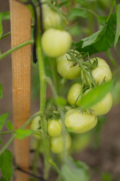 정원에서 자라는 설익은 녹색 토마토의 세로 샷