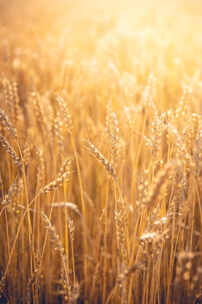 背景がぼやけた日光の下の畑で小麦の垂直ショット