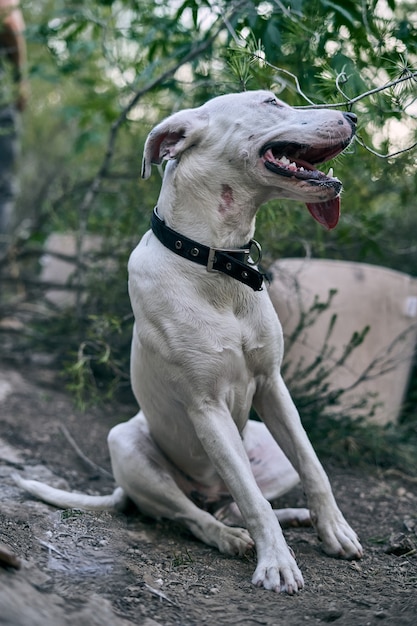 Colpo verticale di un grosso cane bianco con un collare nero nella foresta