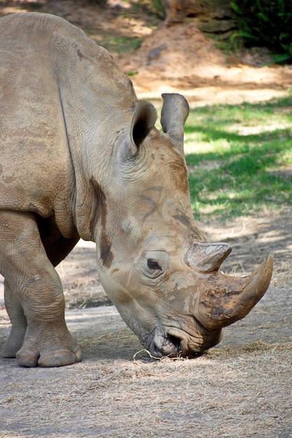 Vertical shot of a White rhinoceros in the zoo