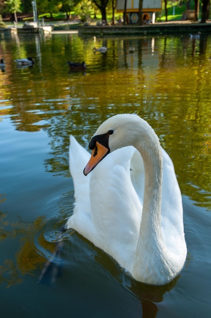 Vertical shot of a white swan in a small lake in the park in bilbao, spain