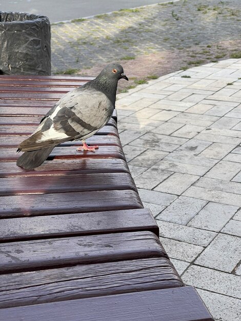 Vertical shot of a wild pigeon sitting on city bench