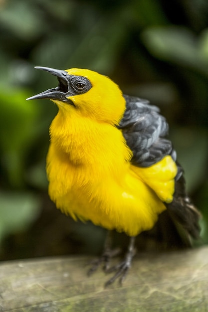 Vertical shot of a yellow bird perched on a branch