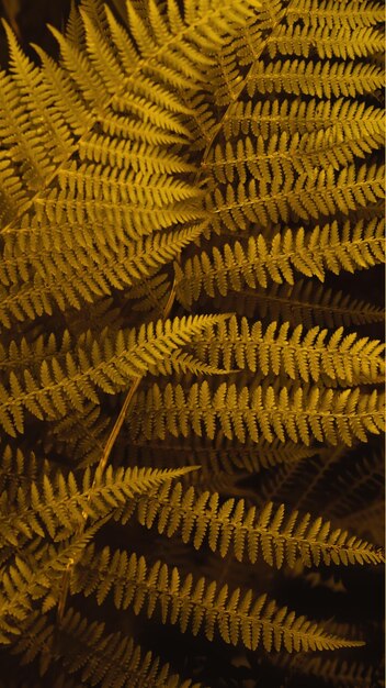 Vertical smartpone stories format background of brown autumn fern leaves selective focus