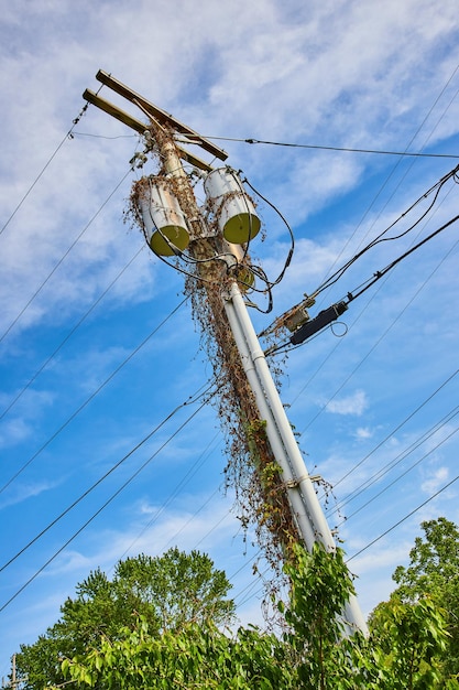 緑の木のてっぺんに錆色の蔓とツタで覆われた電柱の垂直