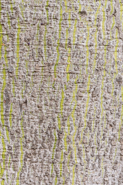 写真 セイバスペシオサの木の下の樹皮の垂直方向のテクスチャ