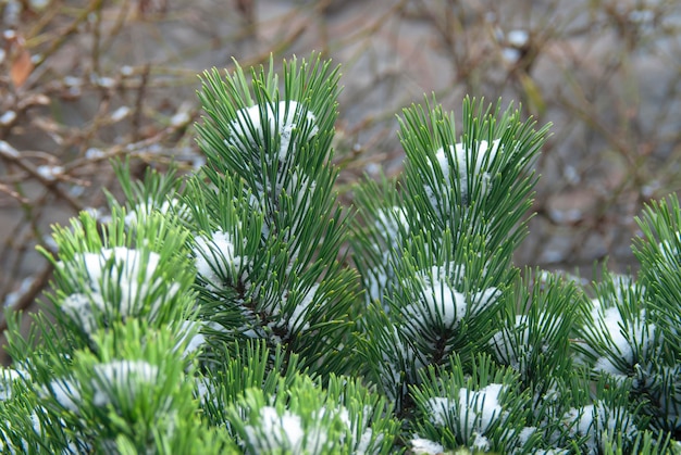 Vertical tops of spruce branches partially covered with snow against the background of twisted branc