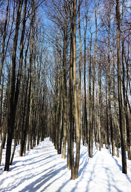 Vertical trees landscape background hd