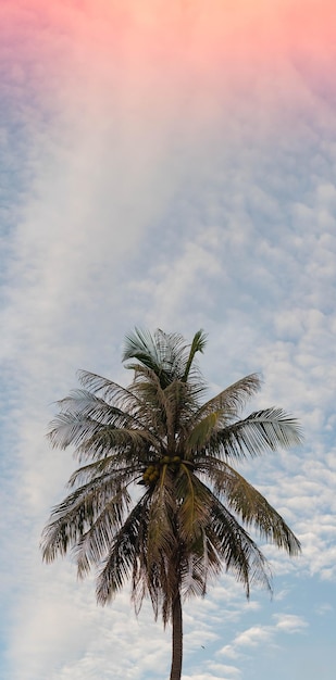 VERTICAL tropical coconut green palm tree sky white clouds background summer day air Spindrift cloud