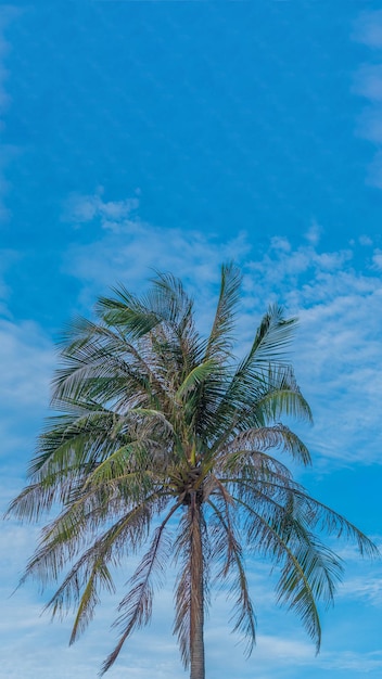 Vertical tropical coconut green palm tree sky white clouds background summer day air spindrift cloud