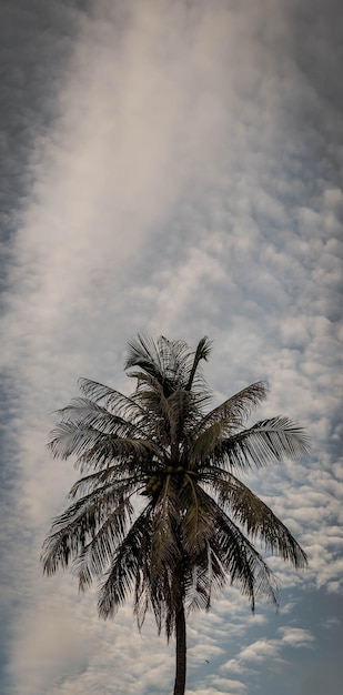 VERTICAL tropical coconut palm tree sky white clouds background summer day end air Spindrift cloud