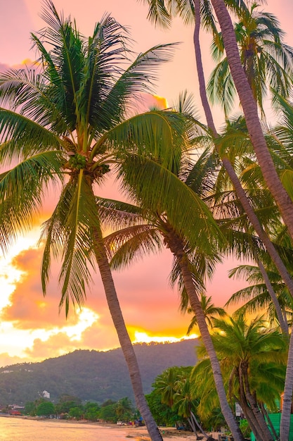 Фото Вертикальный тропический пейзаж пальмы на берегу моря на фоне гор на закате путешествия и туризм