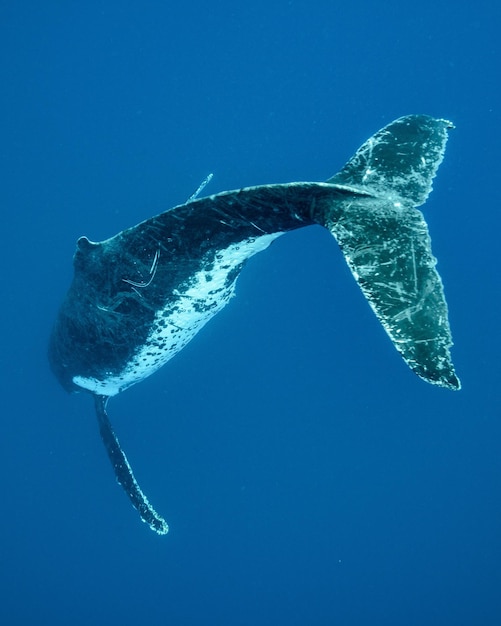 Vertical underwater back view of a humpback whale swimming