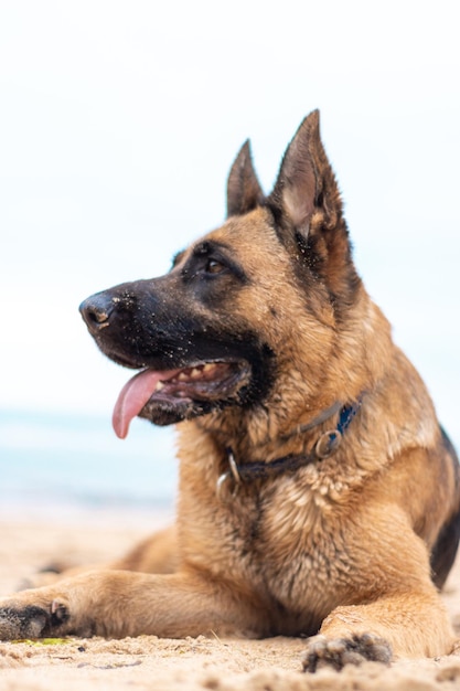 Vertical view of beautiful german shepherd dog lies on the sand\
at the beach purebred animal happy face with tongue out home pet\
human best friend and guard