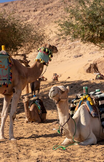 Vertical view of dromedaries in desertic landscape in egyptian village animal abuse