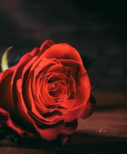 Vertical view of red rose on dark background