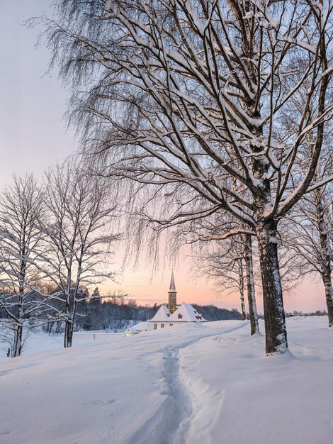 Vertical view of sunny winter frosty sunset Evening snowy lands