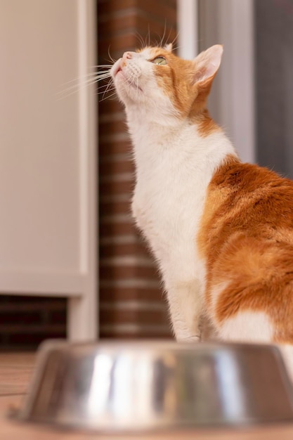 Vertical view of white and orange cat looking up to its owner wating for food in a metal plate