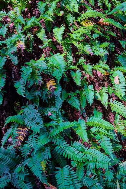 Vertical wall detail of green ferns with fall colors under