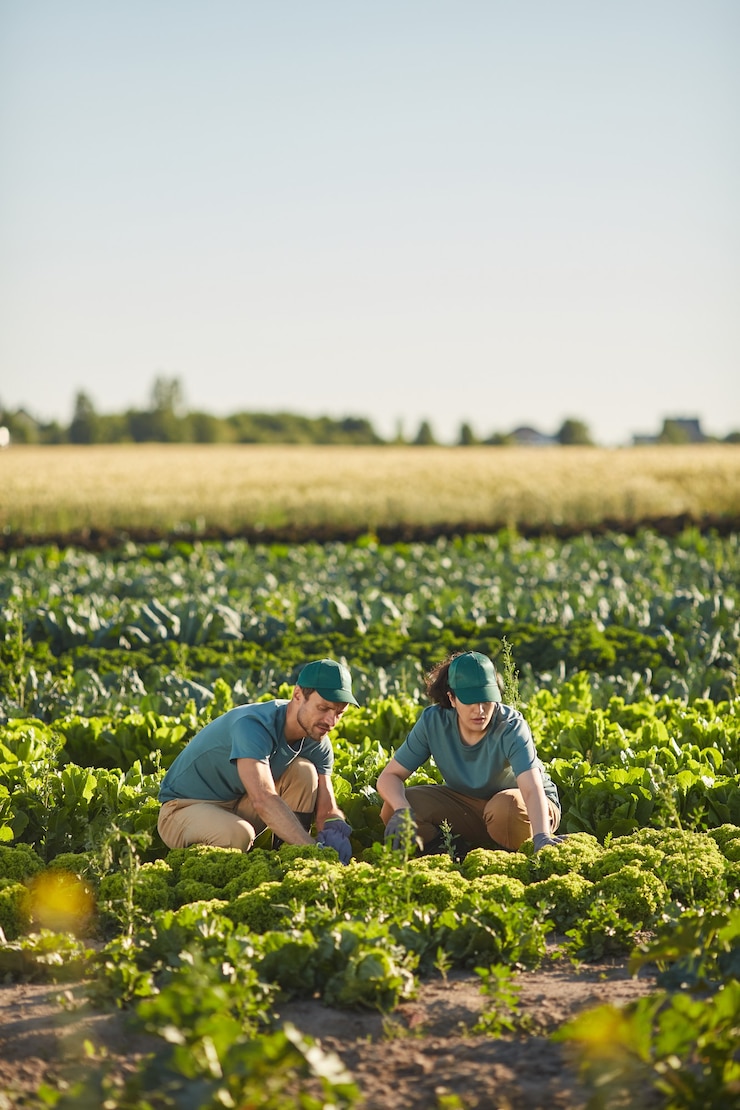 Photo 日光に照らされた屋外の野菜農園で働いている間に収穫を集める2人の垂直広角ビュー、コピースペース
