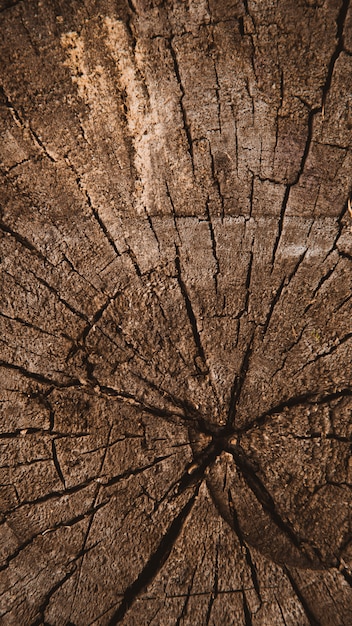 Vertical wood texture of cut tree trunk, Tree-rings, close-up background texture