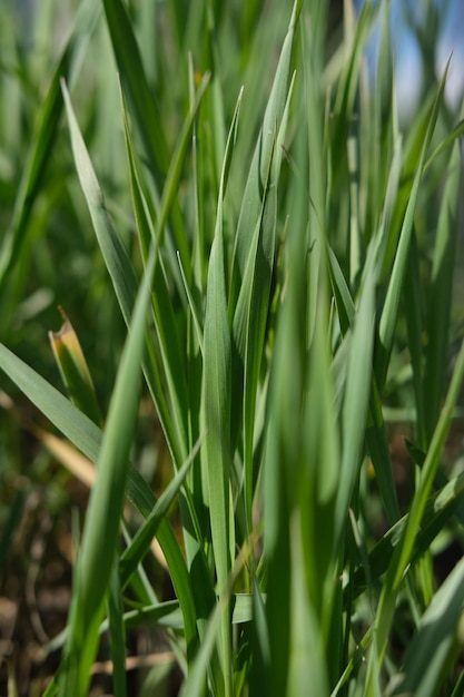 Verticale achtergrond groen gras close-up