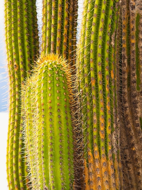 Verticale achtergrond van stevige lange stekelige cactussen