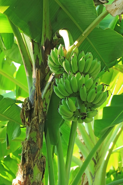 Verticale afbeelding van tropische bananenboom met onrijpe vruchten op het platteland van Thailand