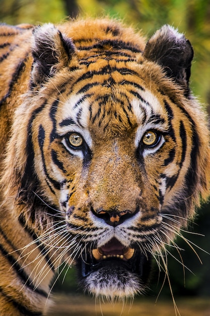 Verticale close-up die van een dreigende tijger is ontsproten