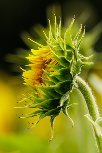 Verticale close-up die van een groene zonnebloemknop is ontsproten