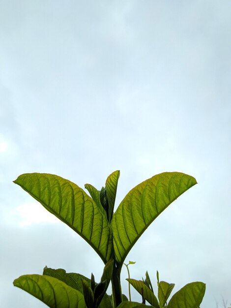 Verticale close-up opname van de Mitragyna speciosa blad kratom plant tegen een blauwe lucht achtergrond