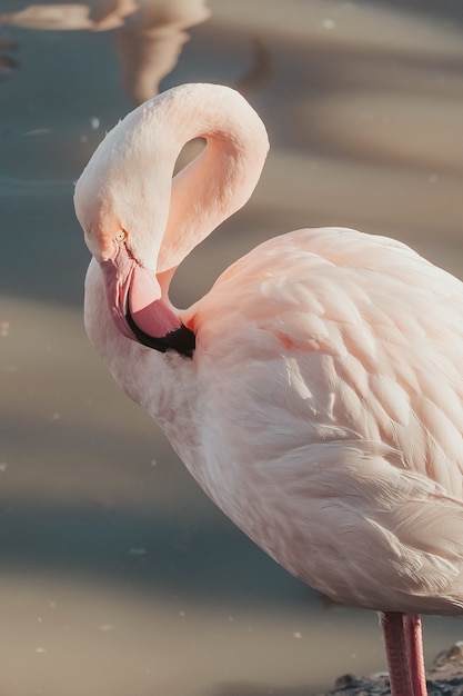 Verticale close-up shot van een mooie roze flamingo