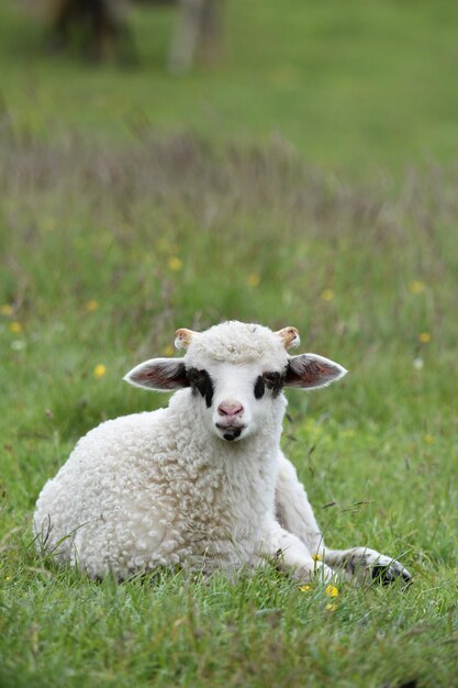 Verticale close-up shot van een schattig wit lam dat op het groene gras ligt