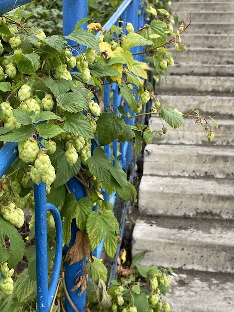 Verticale close-up van bierhop die groeit op betonnen trappen